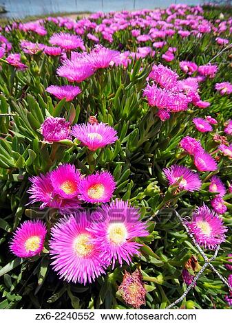 Pigface (Carpobrotus edulis) alongside Alfacs Bay. Ebro River Delta Natural Park, Tarragona province, Catalonia, Spain. View Large Photo Image Stock Image - Pigface (Carpobrotus edulis) alongside Alfacs Bay. Ebro River Delta Natural Park, Tarragona province, Catalonia, Spain.. Fotosearch