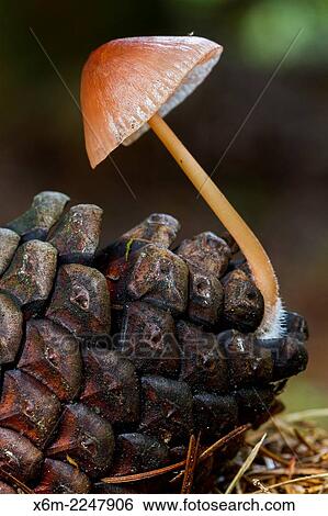 Stock Photograph - Pine cone mushroom (Mycena seynesii). Gorbea Natural Park. Alava, Spain, Europe.. Fotosearch