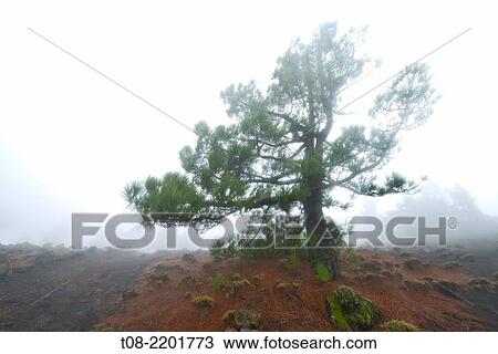 pine-tree View Large Photo Image Stock Image - pine-tree. Fotosearch