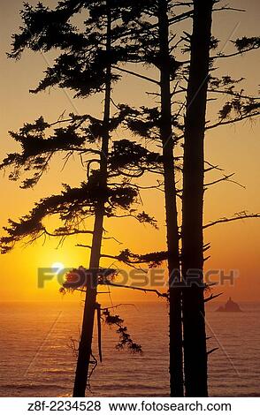 Pine trees and Tillamook Rock at sunset from Ecola State Park, northern Oregon coast. View Large Photo Image Stock Photo - Pine trees and Tillamook Rock at sunset from Ecola State Park, northern Oregon coast.. Fotosearch
