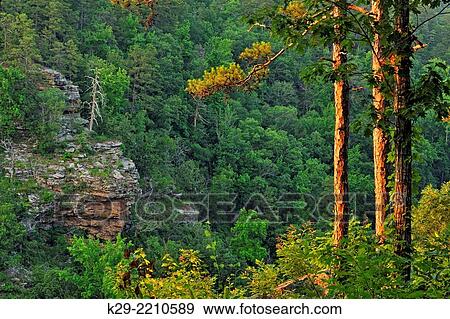 Pine trees at the edge of Cedar Creek Canyon, Petit Jean State Park, Arkansas, USA. View Large Photo Image Stock Photo - Pine trees at the edge of Cedar Creek Canyon, Petit Jean State Park, Arkansas, USA.. Fotosearch