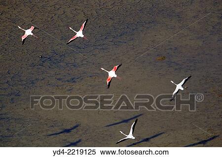 Stock Photography - Pink Flamingos (Phoenicopterus ruber), flying over Es Solabrar of Campos in Colonia Sant Jordi, Sese Salines, Mallorca, Balearic Island, Spain.. Fotosearch
