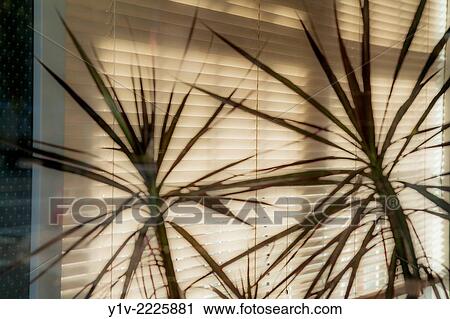 Plants in front of window blinds. View Large Photo Image Stock Image - Plants in front of window blinds.. Fotosearch