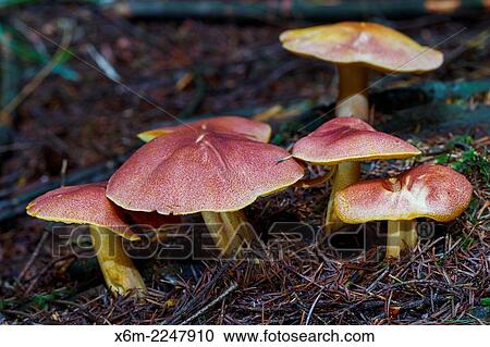 Stock Image - Plums and Custard or Red-haired agaric (Tricholomopsis rutilans) mushrooms. Gorbea Natural Park. Alava, Spain, Europe.. Fotosearch