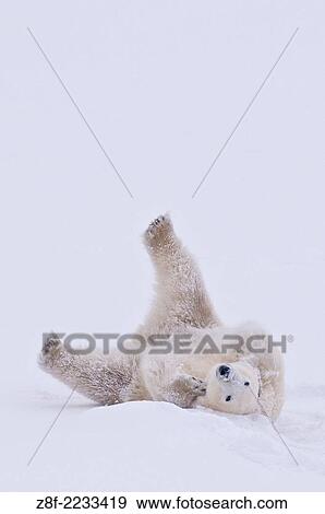 Polar Bear (Ursa maritimus) on sub-arctic Hudson Bay ice and snow, Churchill, MB, Canada. View Large Photo Image Stock Photo - Polar Bear (Ursa maritimus) on sub-arctic Hudson Bay ice and snow, Churchill, MB, Canada.. Fotosearch