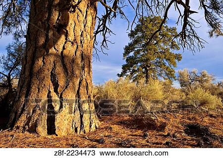 Ponderosa Pine trees and sagebrush in Lost Forest, Christmas Lake Valley, southeast Oregon. View Large Photo Image Stock Image - Ponderosa Pine trees and sagebrush in Lost Forest, Christmas Lake Valley, southeast Oregon.. Fotosearch