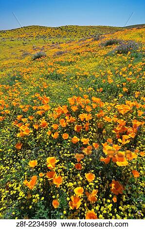 Poppies and Goldfields, Antelope Valley, California. View Large Photo Image Stock Photo - Poppies and Goldfields, Antelope Valley, California.. Fotosearch