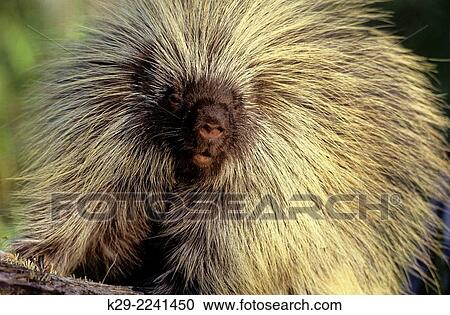 Stock Image - Porcupine (Erethizon dorsatum) captive, Columbia Falls, MT, USA.. Fotosearch