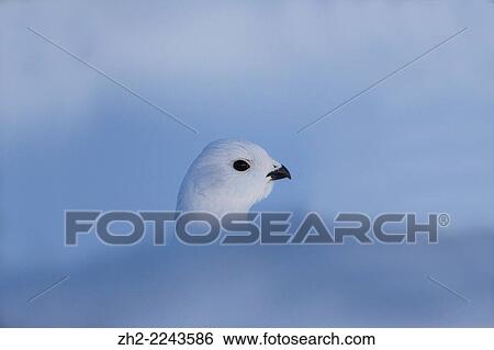 Portrait of a Willow grouse, Lagopus lagopus in winter time in Gällivare, Swedish lapland, Sweden. View Large Photo Image Stock Photograph - Portrait of a Willow grouse, Lagopus lagopus in winter time in Gällivare, Swedish lapland, Sweden.. Fotosearch