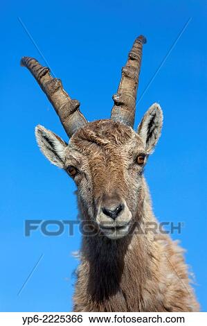 portrait of a young male Alpine Ibex (Capra ibex), Niederhorn, Switzerland. View Large Photo Image Stock Photograph - portrait of a young male Alpine Ibex (Capra ibex), Niederhorn, Switzerland.. Fotosearch