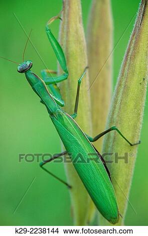 Praying mantis (Stagomantis carolina) perched on butterfly milkweed pod, Greater Sudbury, Ontario, Canada. View Large Photo Image Picture - Praying mantis (Stagomantis carolina) perched on butterfly milkweed pod, Greater Sudbury, Ontario, Canada.. Fotosearch