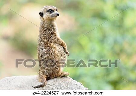 Pregnant Meerkat or Suricate (Suricata suricatta) standing vigilant on a rock. View Large Photo Image Stock Photo - Pregnant Meerkat or Suricate (Suricata suricatta) standing vigilant on a rock.. Fotosearch