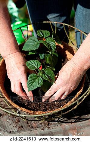 Preparing hanging basket with new plants from garden centre Scotland. View Large Photo Image Stock Image - Preparing hanging basket with new plants from garden centre Scotland.. Fotosearch