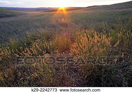 Stock Image - Protected remnant of natural short grass prairie, Grasslands National Park, SK, Canada.. Fotosearch