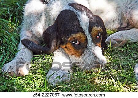 Puppy hunt dog. View Large Photo Image Stock Photo - Puppy hunt dog.. Fotosearch