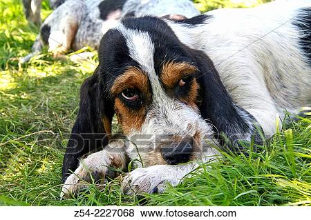Stock Photo - Puppy hunt dog.. Fotosearch
