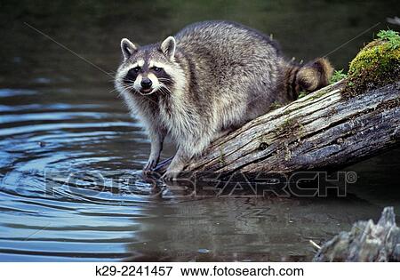 Raccoon (Procyon lotor) captive, Columbia Falls, MT, USA. View Large Photo Image Stock Photo - Raccoon (Procyon lotor) captive, Columbia Falls, MT, USA.. Fotosearch