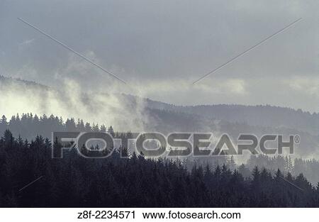 Rain storm in the temperate rainforest of the Coast Range Mountains, Siuslaw National Forest, Oregon. View Large Photo Image Stock Image - Rain storm in the temperate rainforest of the Coast Range Mountains, Siuslaw National Forest, Oregon.. Fotosearch