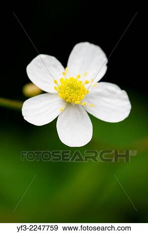 Ranunculus aconitifolius, Buttercup, Isere, France View Large Photo Image Stock Photo - Ranunculus aconitifolius, Buttercup, Isere, France. Fotosearch