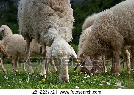 Stock Image - Rebaño de ganado ovino, raza Assaf, prolífica y gran productora de leche para queso. Ansó Huesca.. Fotosearch