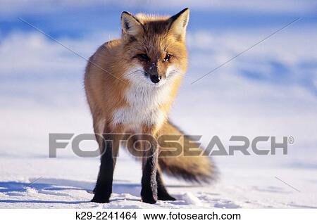 Red fox (Vulpes vulpes), Greater Sudbury, Ontario, Canada. View Large Photo Image Picture - Red fox (Vulpes vulpes), Greater Sudbury, Ontario, Canada.. Fotosearch