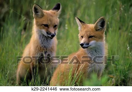 Stock Photograph - Red fox (Vulpes vulpes) Kits at the den, Killarney PP, Ontario, Canada.. Fotosearch