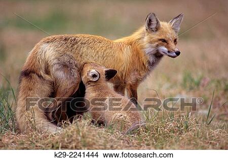 Red fox (Vulpes vulpes)- Mother and young, Killarney PP, ON, Canada. View Large Photo Image Picture - Red fox (Vulpes vulpes)- Mother and young, Killarney PP, ON, Canada.. Fotosearch