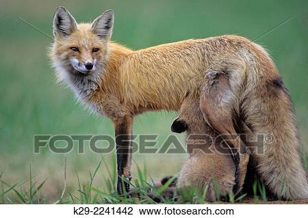 Red fox (Vulpes vulpes)- Mother and young, Killarney PP, ON, Canada. View Large Photo Image Stock Image - Red fox (Vulpes vulpes)- Mother and young, Killarney PP, ON, Canada.. Fotosearch
