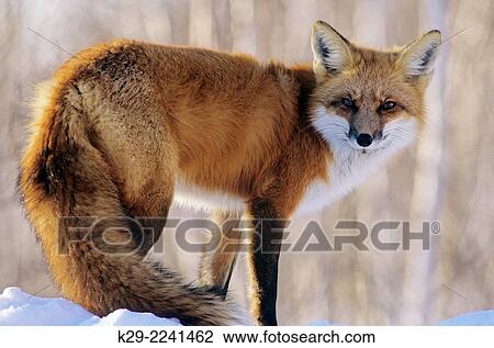 Red fox (Vulpes vulpes) snoozing in winter, Greater Sudbury, ON, Canada. View Large Photo Image Stock Image - Red fox (Vulpes vulpes) snoozing in winter, Greater Sudbury, ON, Canada.. Fotosearch