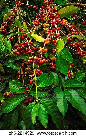 Red Kona coffee cherries on the vine, Captain Cook, The Big Island, Hawaii USA. View Large Photo Image Stock Photography - Red Kona coffee cherries on the vine, Captain Cook, The Big Island, Hawaii USA.. Fotosearch