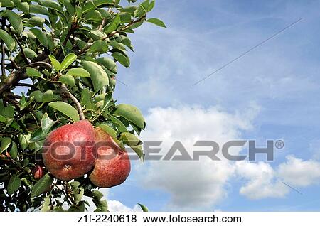 Stock Photo - Red pears in the Rhône valley, France.. Fotosearch