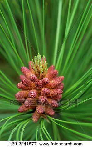 Red pine (Pinus resinosa) Needles and developing cones, Greater Sudbury, Ontario, Canada. View Large Photo Image Stock Photo - Red pine (Pinus resinosa) Needles and developing cones, Greater Sudbury, Ontario, Canada.. Fotosearch