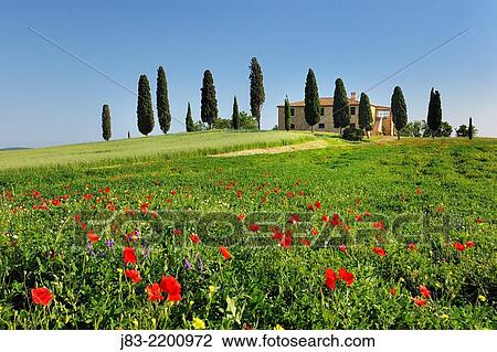 Red Poppies in front of tuscan Farmhouse with typical cypress trees, Val d´Orcia, Orcia Valley, Pienza, Tuscany Landscape, UNESCO world heritage site, Siena Province, Tuscany, Italy. View Large Photo Image Stock Image - Red Poppies in front of tuscan Farmhouse with typical cypress trees, Val d´Orcia, Orcia Valley, Pienza, Tuscany Landscape, UNESCO world heritage site, Siena Province, Tuscany, Italy.. Fotosearch
