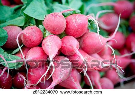 Red radishes. View Large Photo Image Stock Image - Red radishes.. Fotosearch