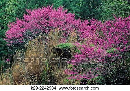 Picture - Redbud (Cercis canadensis) Flowering tree and spring foliage, Natural Bridges State Park, KY, USA. Fotosearch