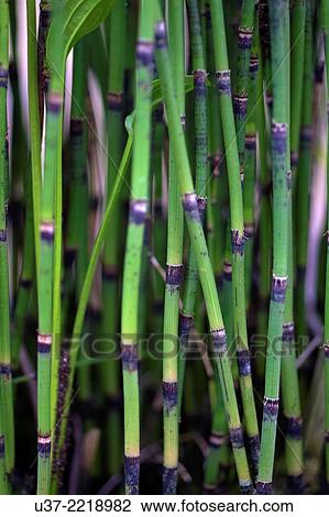 Redeem Bamboo Garden, Singai, Sarawak, Malaysia. View Large Photo Image Stock Image - Redeem Bamboo Garden, Singai, Sarawak, Malaysia.. Fotosearch