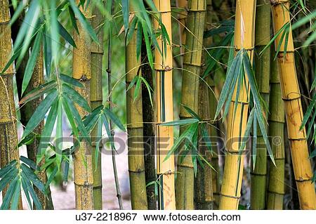 Redeem Bamboo Garden, Singai, Sarawak, Malaysia. View Large Photo Image Stock Photo - Redeem Bamboo Garden, Singai, Sarawak, Malaysia.. Fotosearch