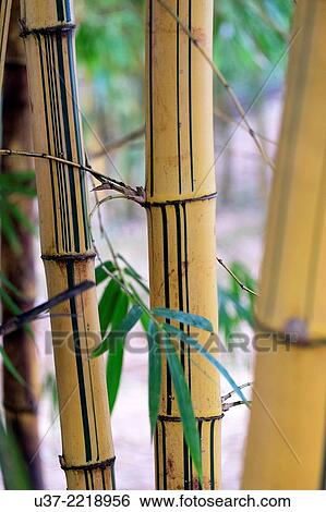 Redeem Bamboo Garden, Singai, Sarawak, Malaysia. View Large Photo Image Stock Photograph - Redeem Bamboo Garden, Singai, Sarawak, Malaysia.. Fotosearch