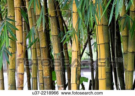 Stock Photograph - Redeem Bamboo Garden, Singai, Sarawak, Malaysia.. Fotosearch