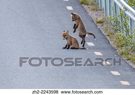 Redfox puppies playing on road in Gällivare swedish lapland. View Large Photo Image Stock Photo - Redfox puppies playing on road in Gällivare swedish lapland.. Fotosearch