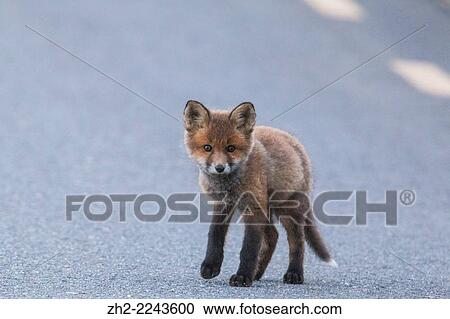 Stock Image - Redfox puppy walking on road in Gällivare swedish lapland.. Fotosearch