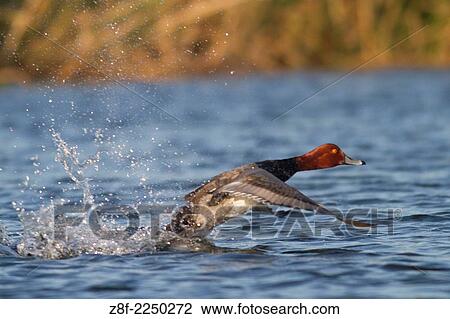 Redhear Duck male takes off. (Aythya americana). San Jose Esturary, San Jose Del Cabo, Mexico. View Large Photo Image Stock Image - Redhear Duck male takes off. (Aythya americana). San Jose Esturary, San Jose Del Cabo, Mexico.. Fotosearch