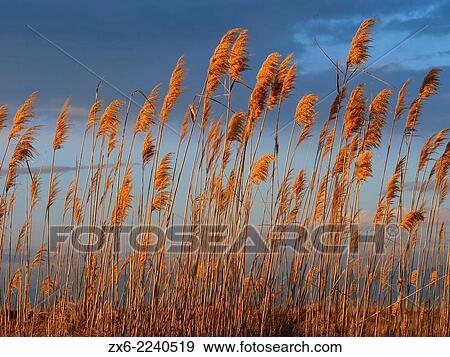 Stock Photo - Reeds at Garxal coastal lagoon. Ebro River Delta Natural Park, Tarragona province, Catalonia, Spain.. Fotosearch