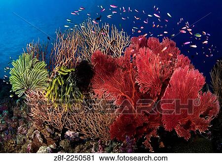 Reef Scene Solomon Islands. View Large Photo Image Stock Image - Reef Scene Solomon Islands.. Fotosearch