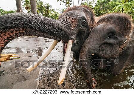 Rescued Sumatran elephants at the Elephant Safari Park at Taro, Bali, Indonesia. View Large Photo Image Stock Image - Rescued Sumatran elephants at the Elephant Safari Park at Taro, Bali, Indonesia.. Fotosearch
