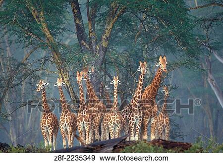 Reticulated Giraffe, Kenya. View Large Photo Image Stock Photo - Reticulated Giraffe, Kenya.. Fotosearch