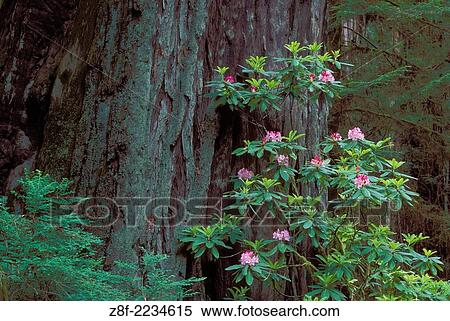 Rhododendron blooming and trunk of giant Redwood tree; Prairie Creek Redwoods State Park/Redwoods National Park, California. View Large Photo Image Stock Photography - Rhododendron blooming and trunk of giant Redwood tree; Prairie Creek Redwoods State Park/Redwoods National Park, California.. Fotosearch