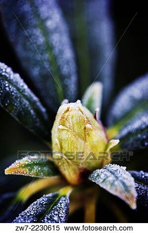 Rhododendron flower bud covered with frost. View Large Photo Image Stock Photography - Rhododendron flower bud covered with frost.. Fotosearch