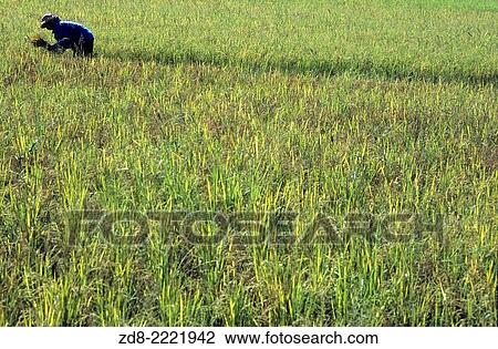 Stock Image - rice fields. bali.. Fotosearch