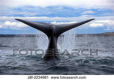 Right Southern Whale in Peninsula Valdes (Eubalaena Australis), Province of Chubut, Patagonia, Argentina. View Large Photo Image Stock Image - Right Southern Whale in Peninsula Valdes (Eubalaena Australis), Province of Chubut, Patagonia, Argentina.. Fotosearch